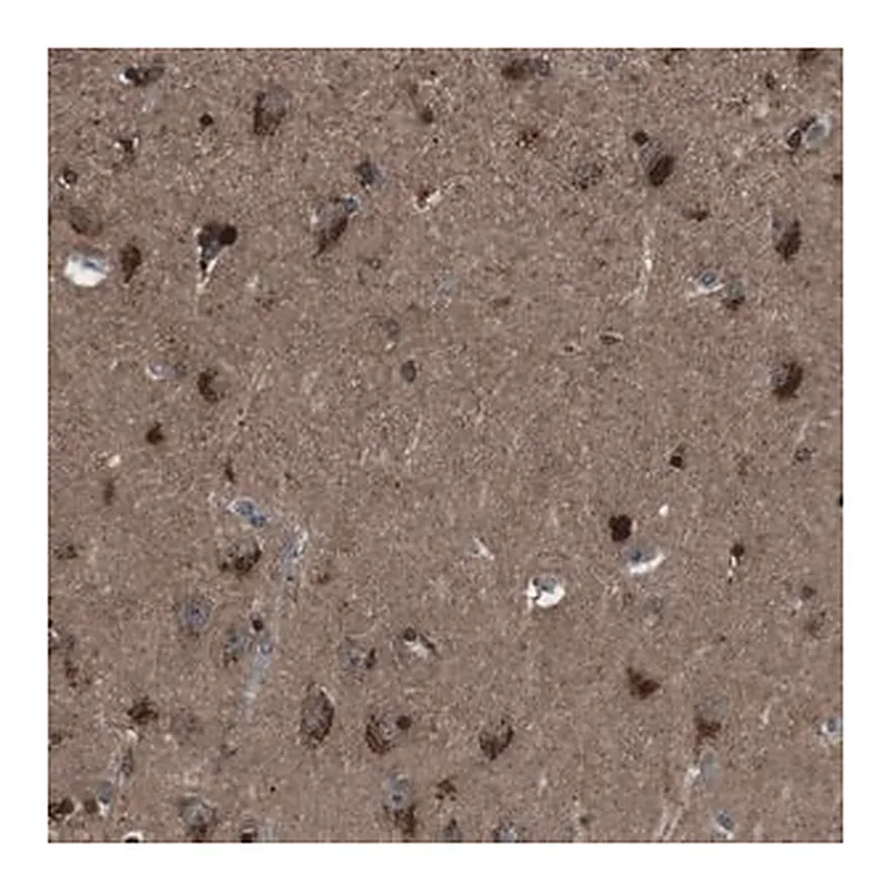 Merck Anti-NEK7 antibody produced in rabbit