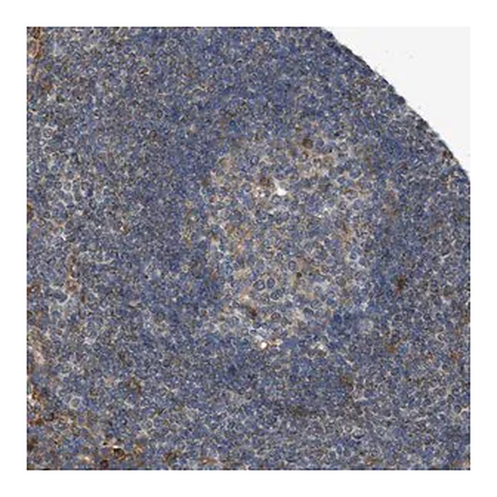 Merck Anti-NEMP1 antibody produced in rabbit