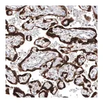 Merck Anti-IGF2BP3 antibody produced in rabbit