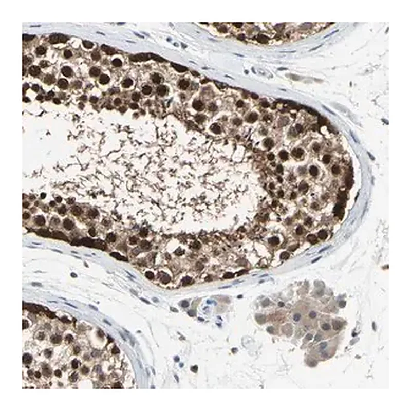 Merck Anti-HSPA4 antibody produced in rabbit