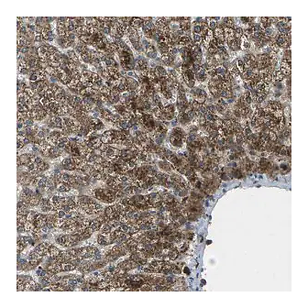 Merck Anti-SIGLEC14 antibody produced in rabbit
