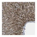 Merck Anti-SIGLEC14 antibody produced in rabbit