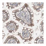 Merck Anti-GPR160 antibody produced in rabbit