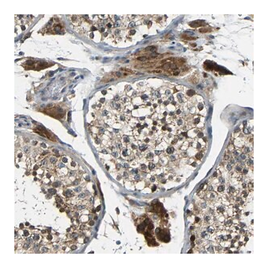 Merck Anti-FNDC3A antibody produced in rabbit