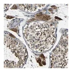 Merck Anti-FNDC3A antibody produced in rabbit