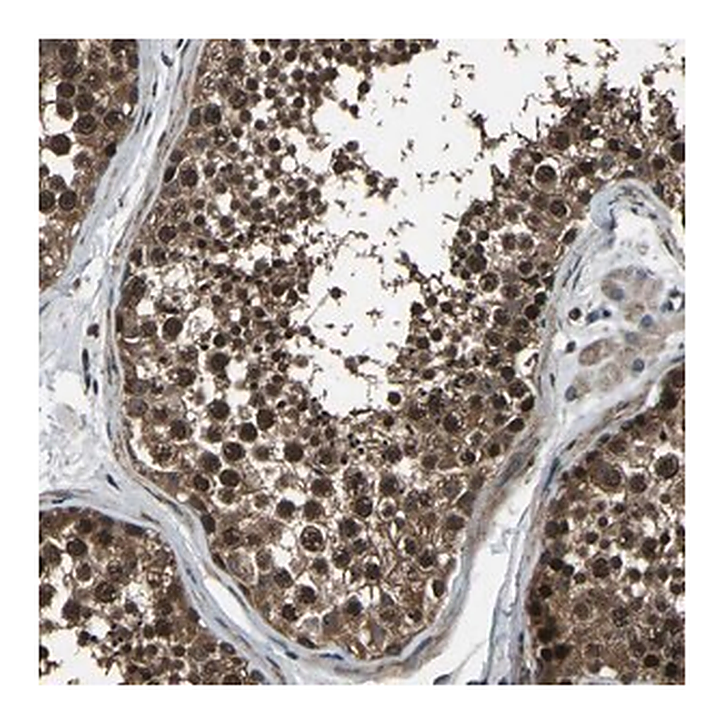 Merck Anti-ANKIB1 antibody produced in rabbit