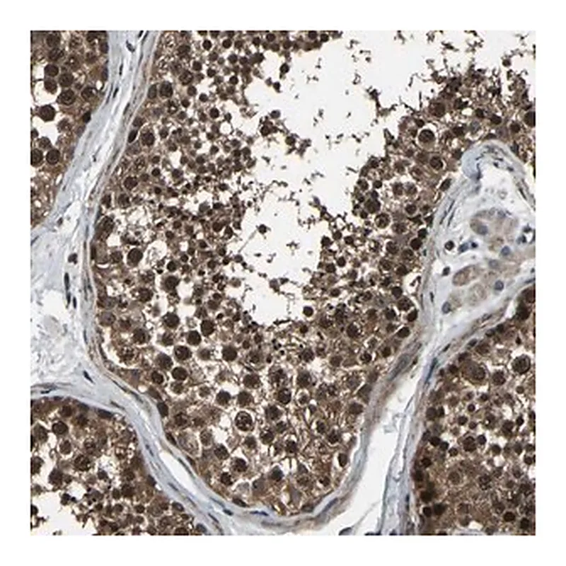Merck Anti-ANKIB1 antibody produced in rabbit