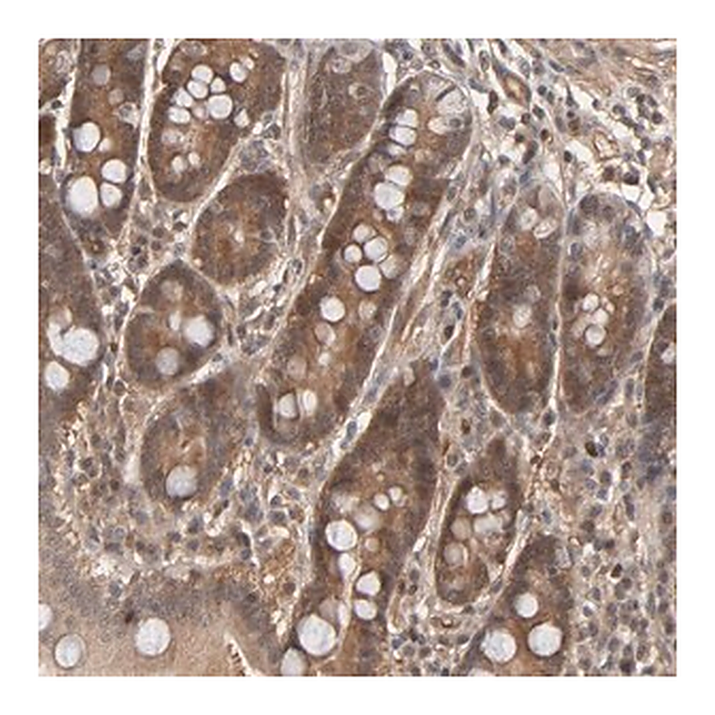 Merck Anti-CDC37 antibody produced in rabbit
