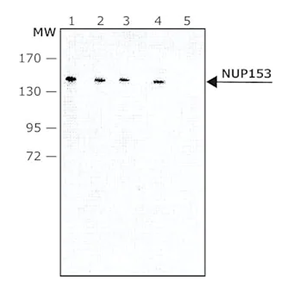Merck Monoclonal Anti-NUP153 antibody produced in rat