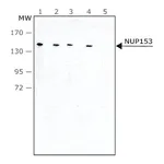 Merck Monoclonal Anti-NUP153 antibody produced in rat