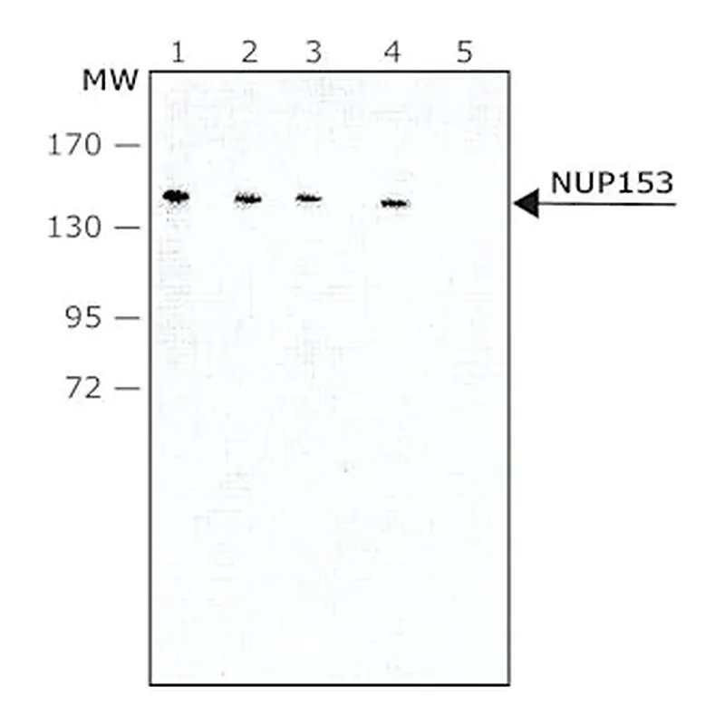 Merck Monoclonal Anti-NUP153 antibody produced in rat