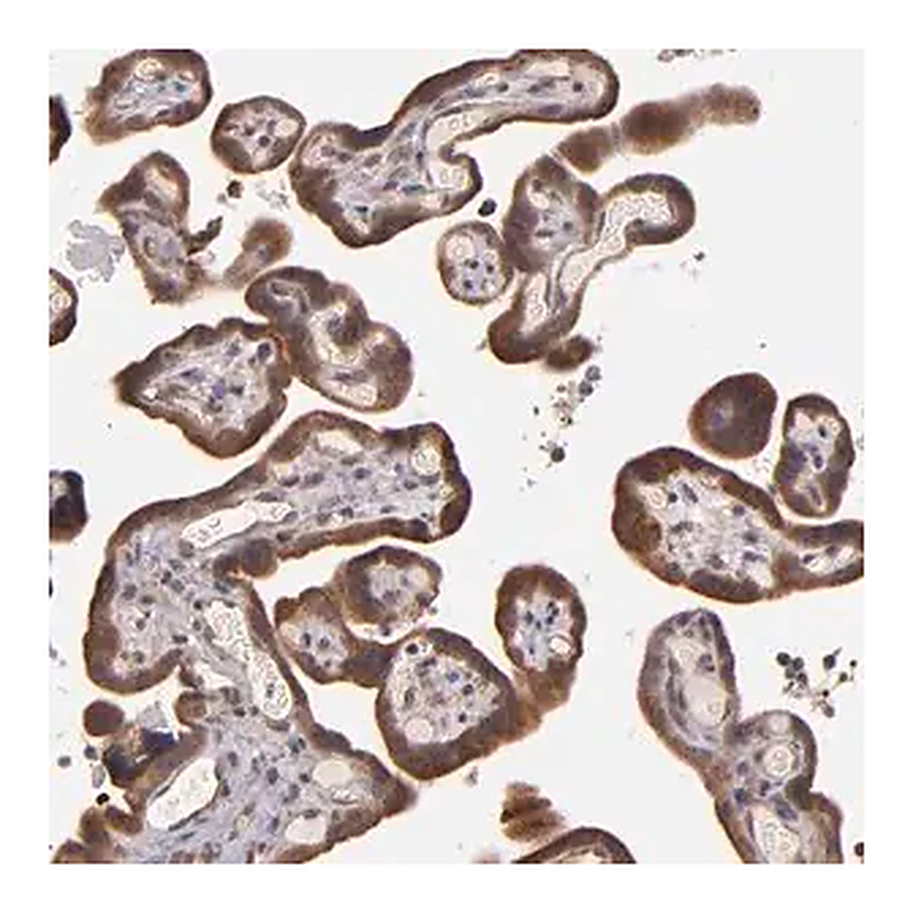 Merck Anti-SHC1 antibody produced in rabbit