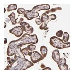 Merck Anti-SHC1 antibody produced in rabbit