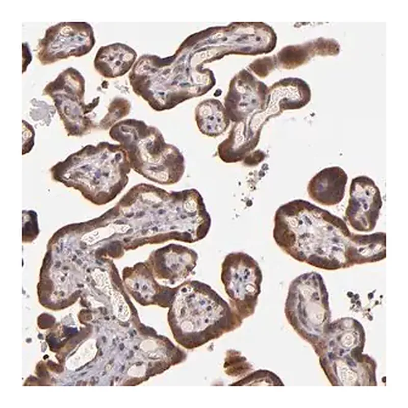 Merck Anti-SHC1 antibody produced in rabbit