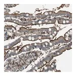 Merck Anti-GPR161 antibody produced in rabbit