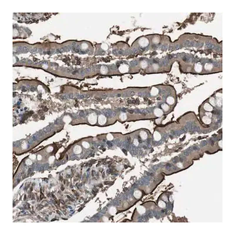 Merck Anti-GPR161 antibody produced in rabbit
