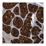 Merck Anti-MPPE1 antibody produced in rabbit
