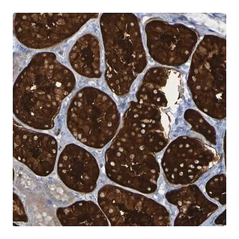 Merck Anti-MPPE1 antibody produced in rabbit