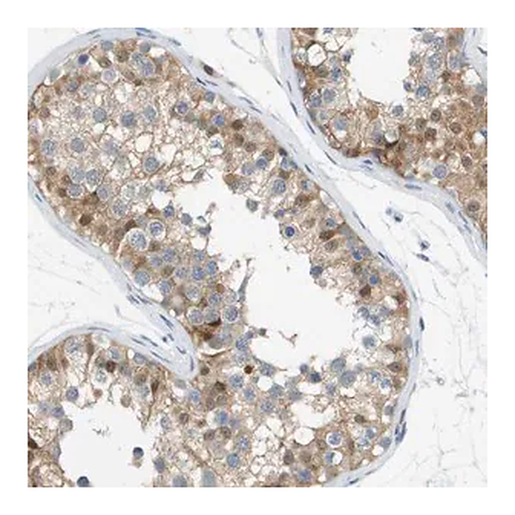 Merck Anti-CUL9 antibody produced in rabbit