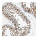 Merck Anti-CUL9 antibody produced in rabbit