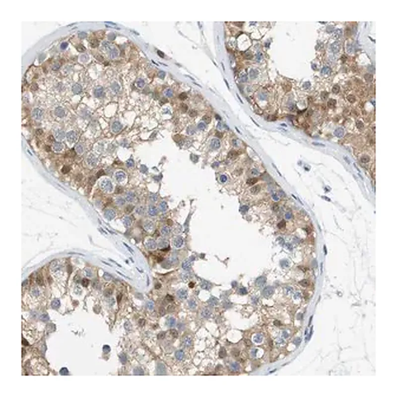 Merck Anti-CUL9 antibody produced in rabbit