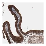 Merck Anti-MRPL2 antibody produced in rabbit