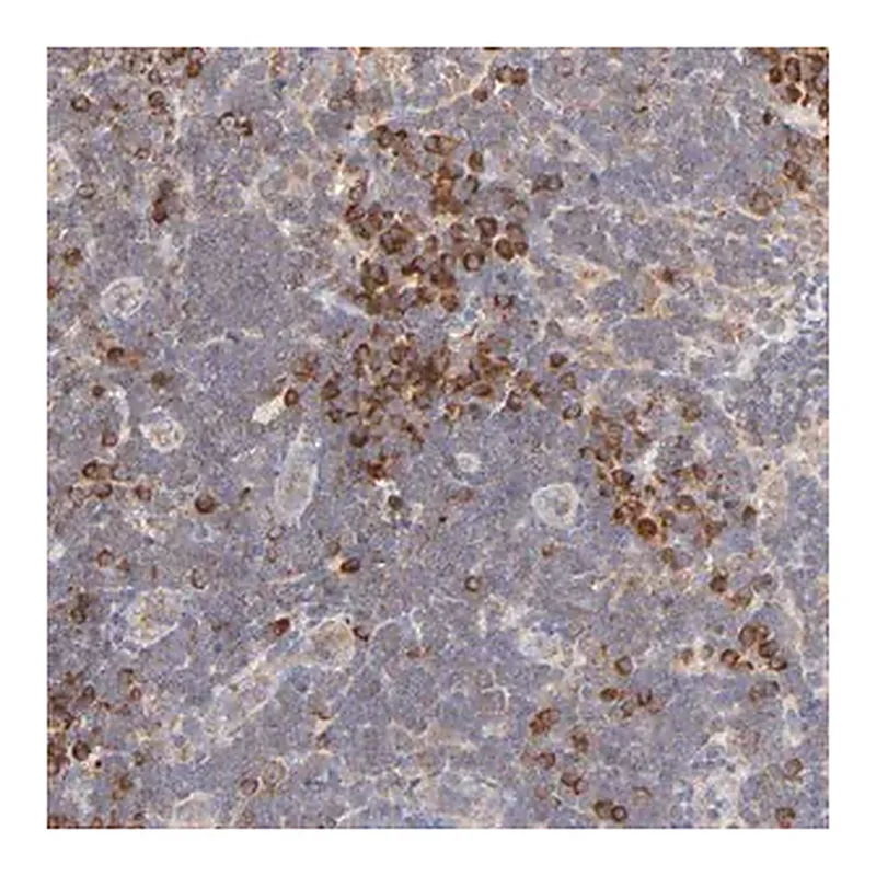 Merck Anti-RPS20 antibody produced in rabbit