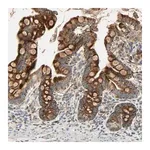 Merck Anti-MRPL9 antibody produced in rabbit