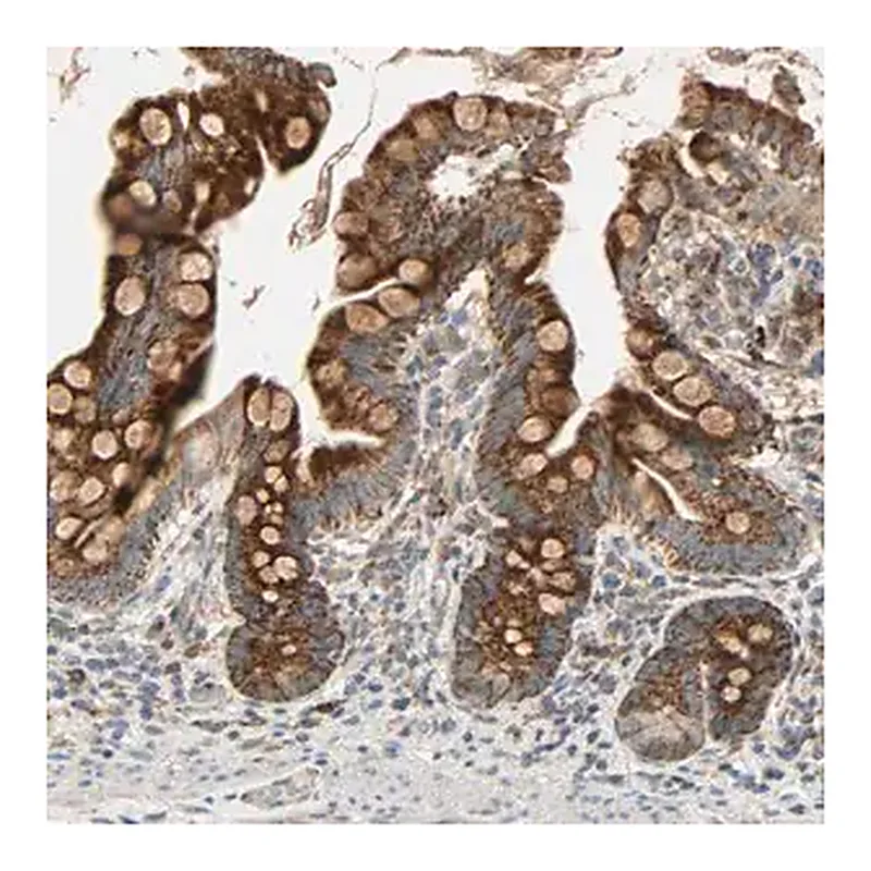 Merck Anti-MRPL9 antibody produced in rabbit