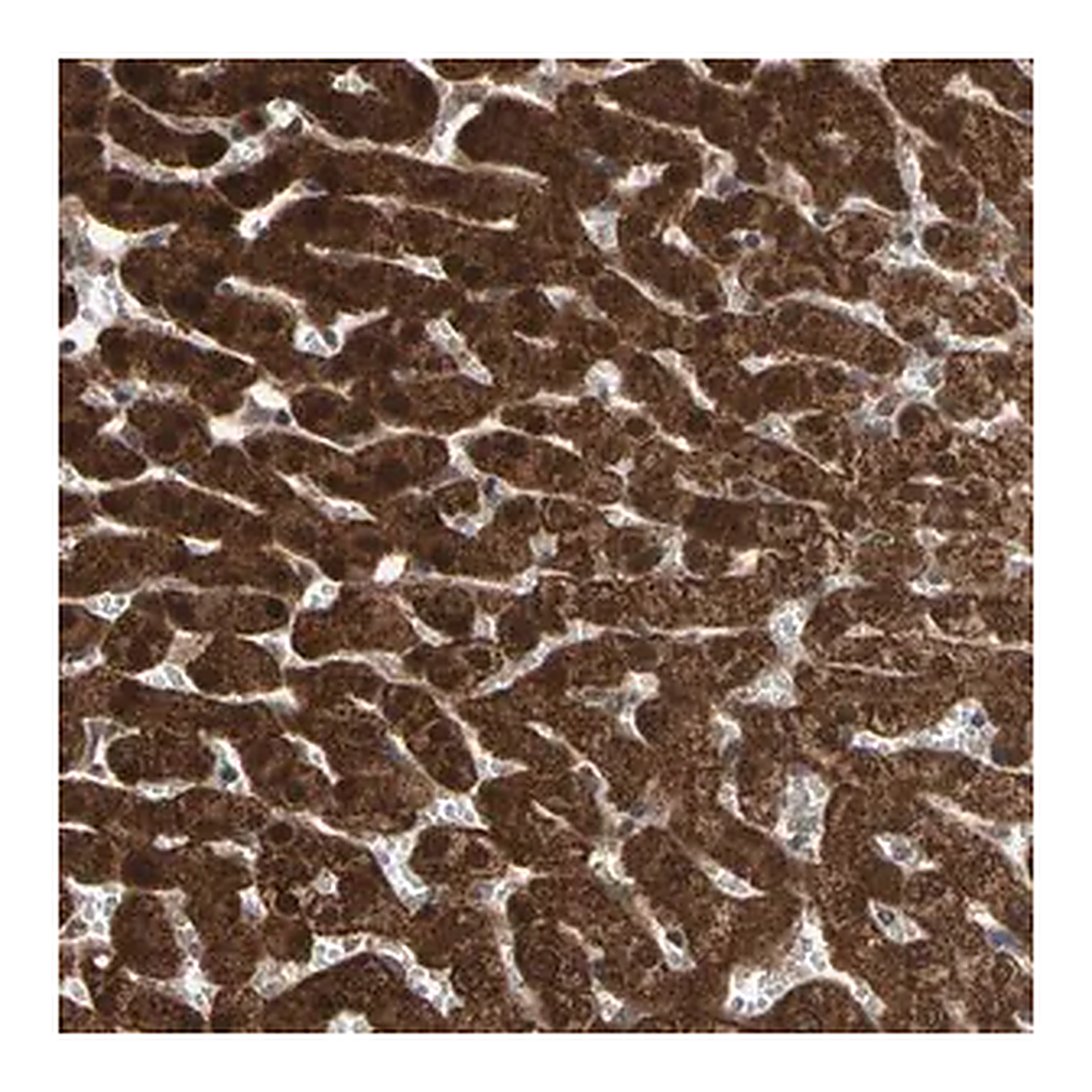 Merck Anti-MTHFS antibody produced in rabbit
