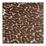 Merck Anti-MTHFS antibody produced in rabbit