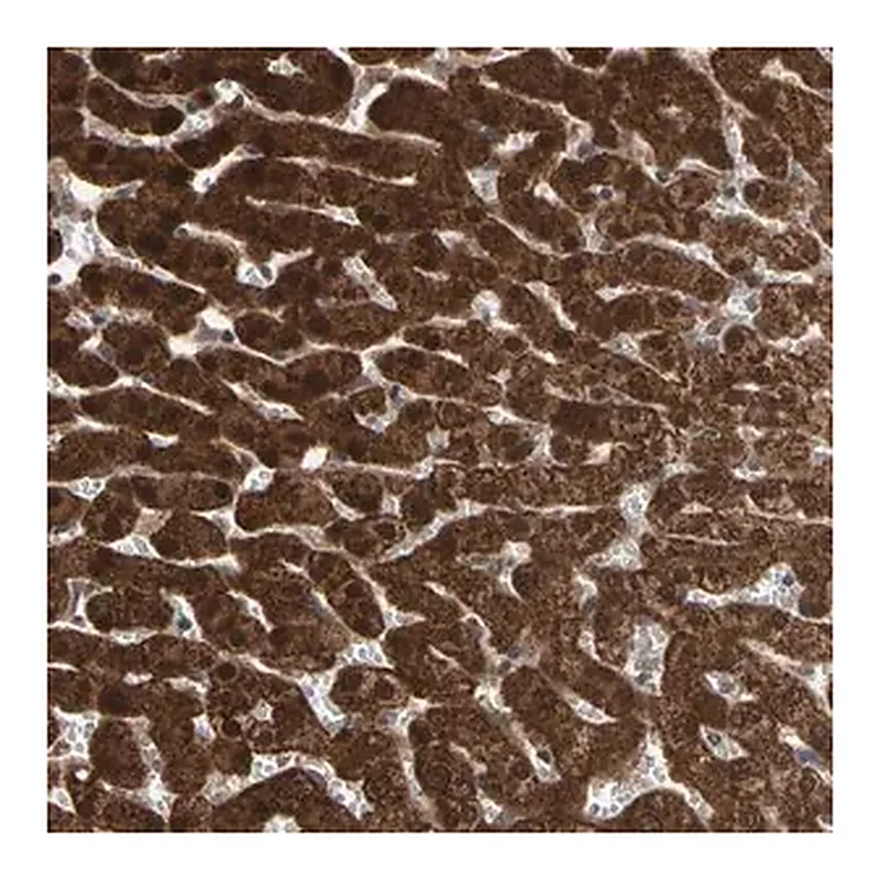 Merck Anti-MTHFS antibody produced in rabbit