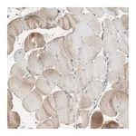 Merck Anti-NCLN antibody produced in rabbit