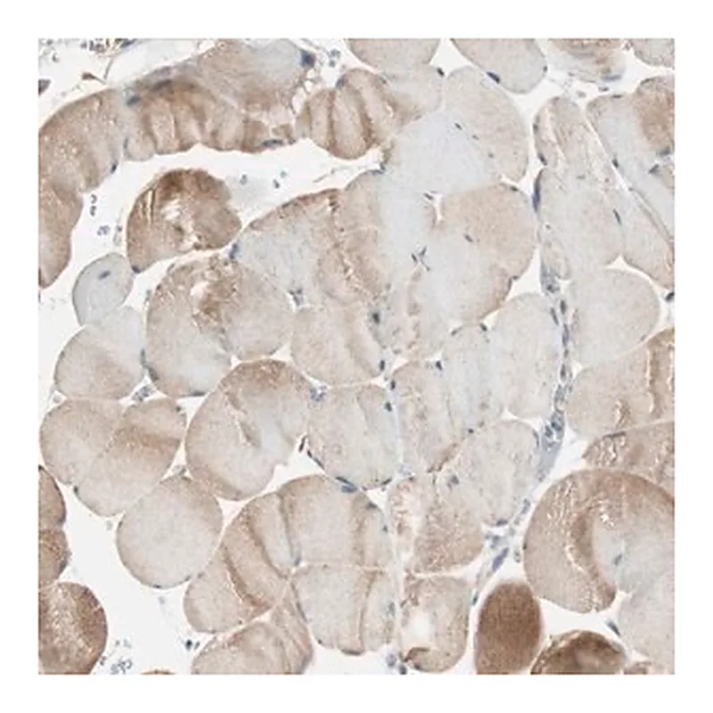Merck Anti-NCLN antibody produced in rabbit