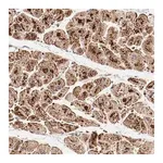 Merck Anti-NDUFB8 antibody produced in rabbit
