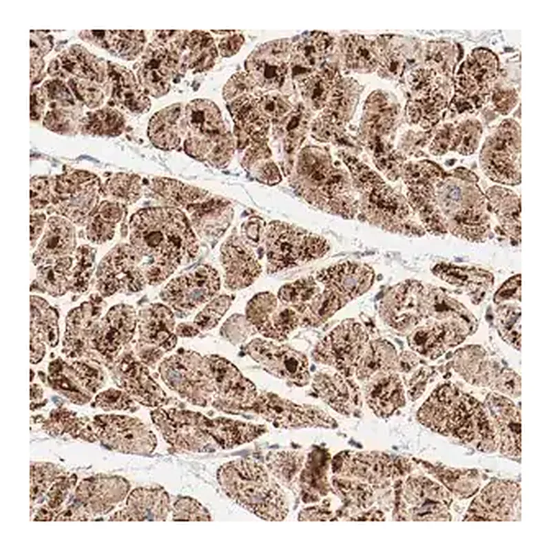Merck Anti-NDUFB8 antibody produced in rabbit