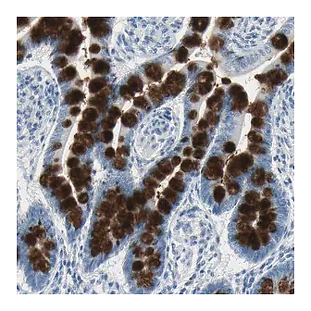Merck Anti-MUC4 antibody produced in rabbit