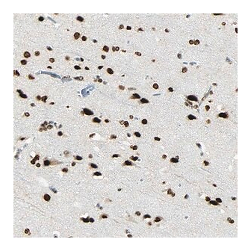 Merck Anti-MYEF2 antibody produced in rabbit