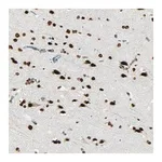 Merck Anti-MYEF2 antibody produced in rabbit