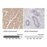 Merck Anti-MYH6 antibody produced in rabbit