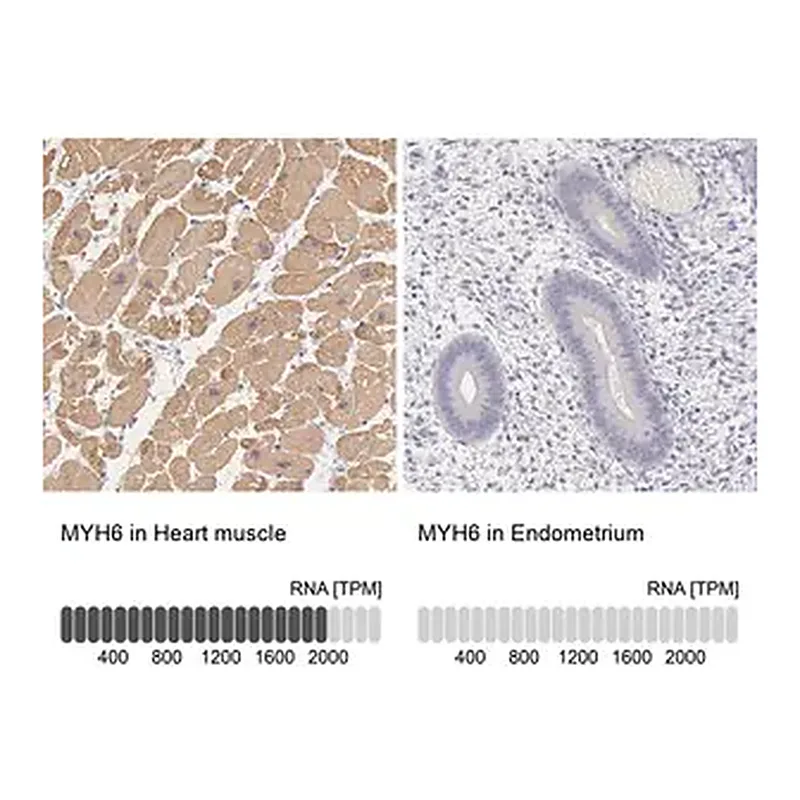 Merck Anti-MYH6 antibody produced in rabbit