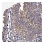 Merck Anti-NEK9 antibody produced in rabbit