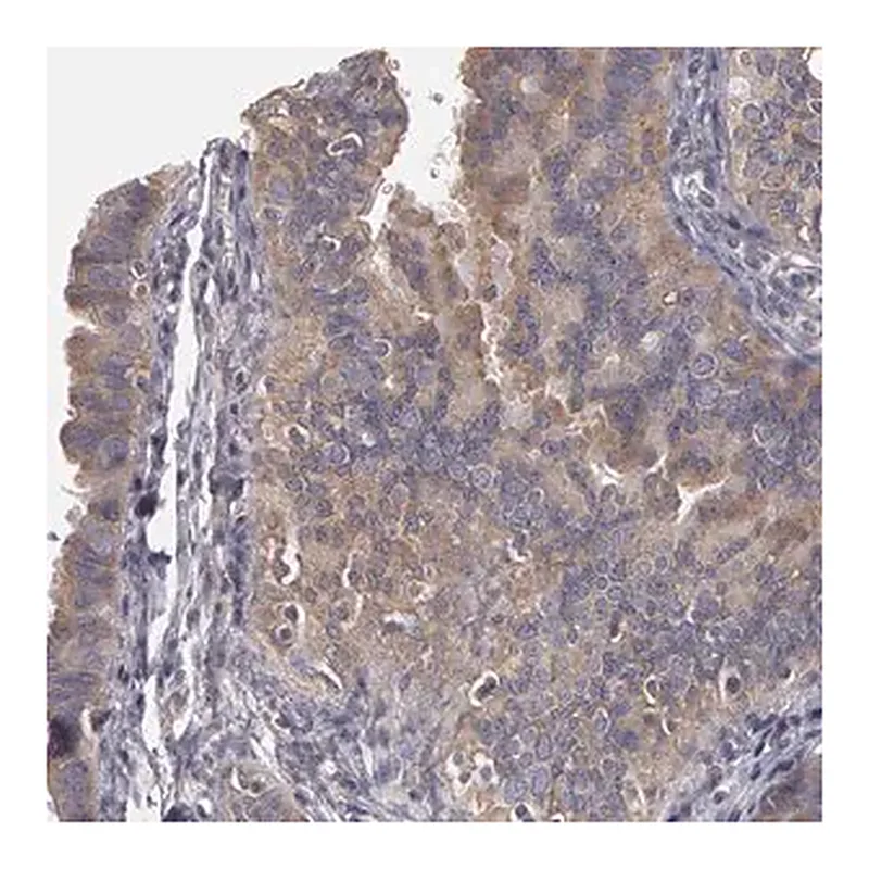 Merck Anti-NEK9 antibody produced in rabbit
