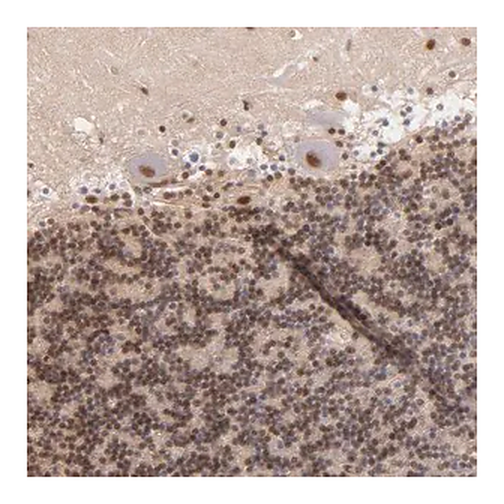 Merck Anti-NCOR2 antibody produced in rabbit