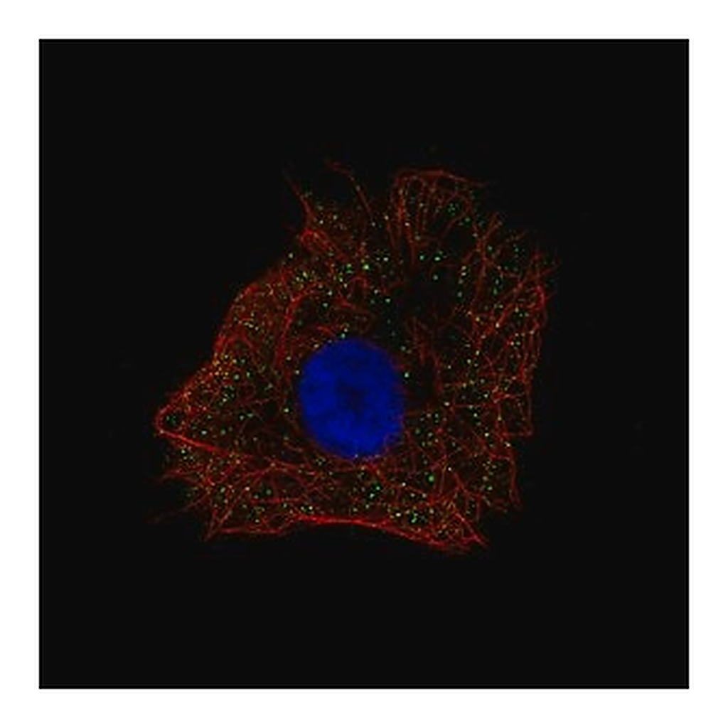 Merck Anti-NDP antibody produced in rabbit