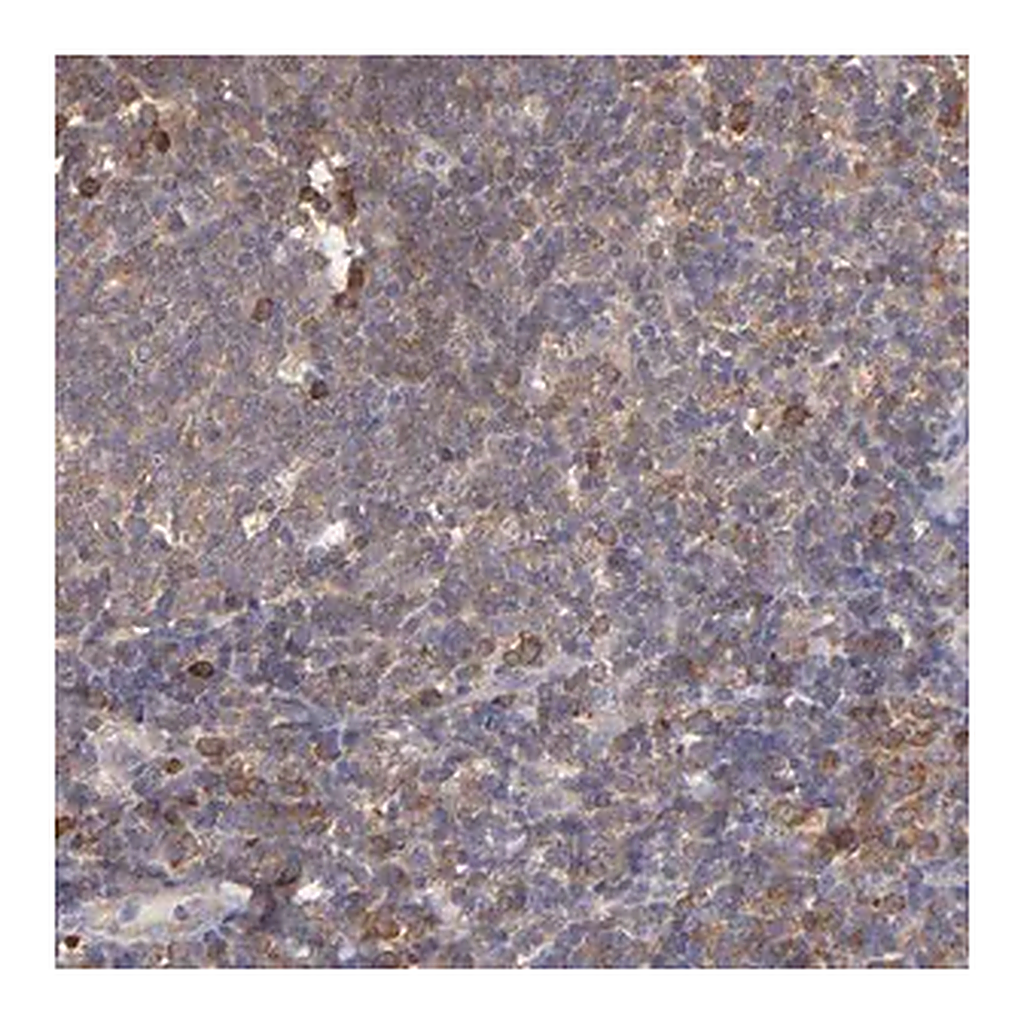 Merck Anti-NFKBIE antibody produced in rabbit