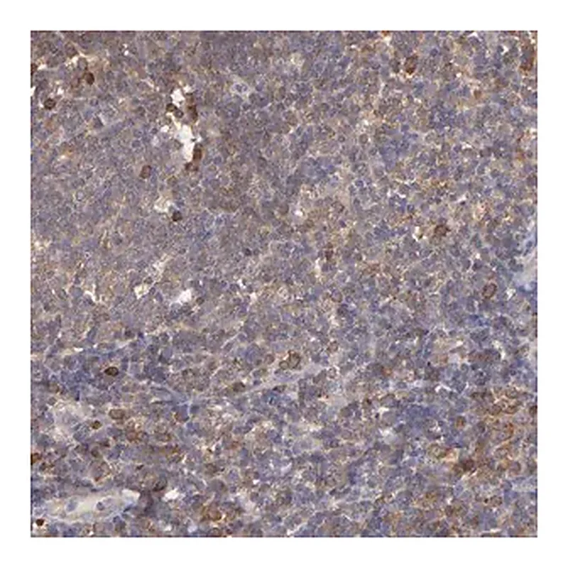 Merck Anti-NFKBIE antibody produced in rabbit