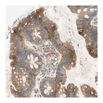 Merck Anti-NDFIP2 antibody produced in rabbit