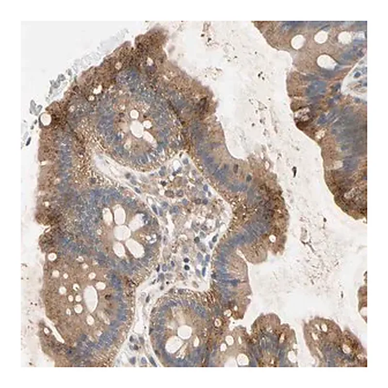 Merck Anti-NDFIP2 antibody produced in rabbit