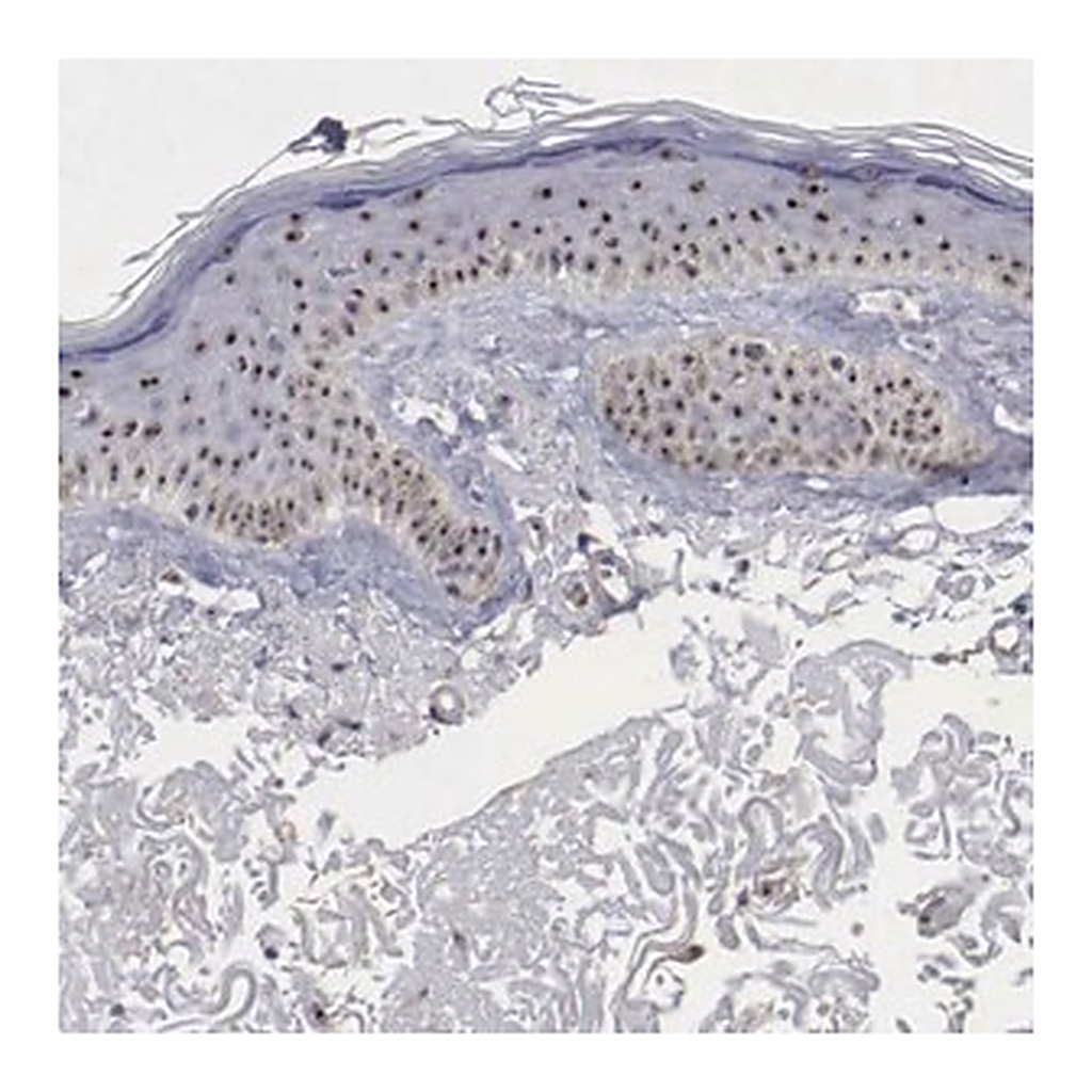 Merck Anti-NGDN antibody produced in rabbit